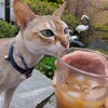 メロ