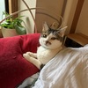 キー