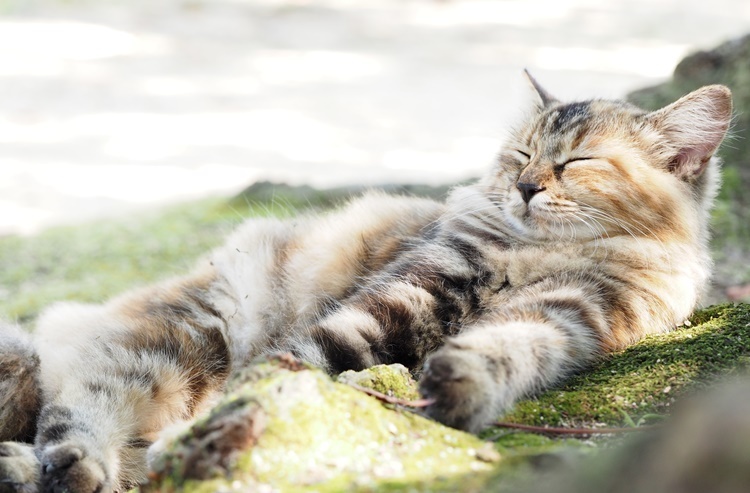 夏本番！室内飼いのネコちゃんも紫外線対策は必要なの？