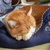 くり