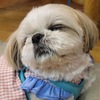 ころん