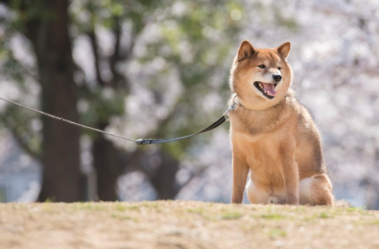 便利なはずが危険に!? 伸縮リードで起こりやすいトラブルと防ぎ方