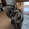 ショコラ
