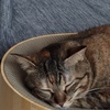ジュリ