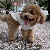 モモ