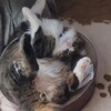 のこ