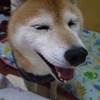 れおん