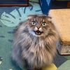 エリザベス
