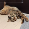 ジュリ