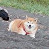チビ