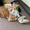 ボブ