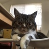 おはぎ