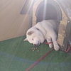 ひめ