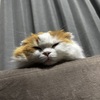 はな