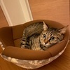 おりひめ