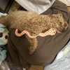 こだま