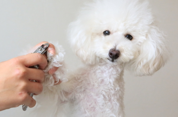 ワンちゃんの爪切りをスムーズに行うコツ! うちの子はどの形状を使うべき?