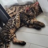 もち