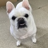 はる