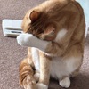ボブ