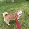 はちまる