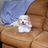 ヤンヤン