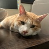 こむぎ