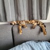 むぎ