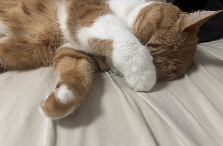 ネコちゃんを守る寒さ対策! 今日からできる3つのポイント