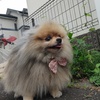 モコ