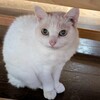 ハナ