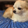 チロ