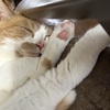 まろん