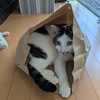 碧
