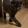 あんこ