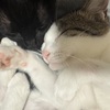 むぎ