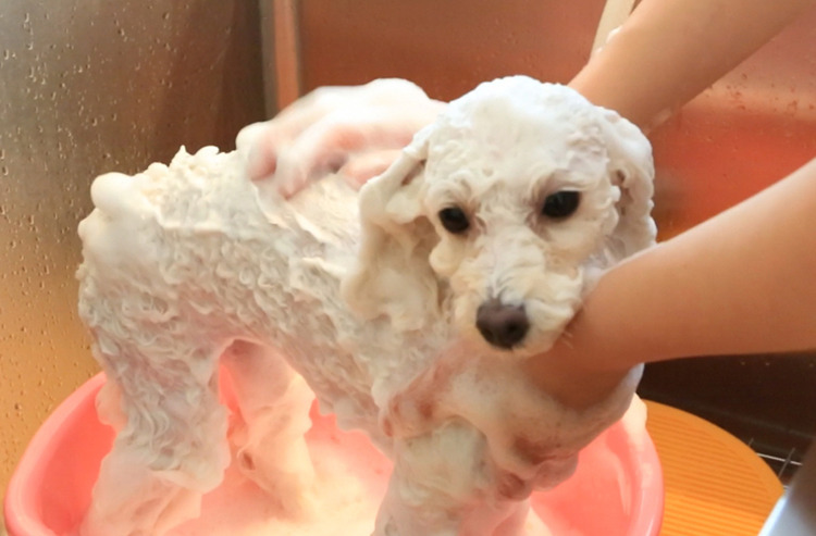 おうちでキレイに! ワンちゃんを上手に洗うコツを動画でチェック