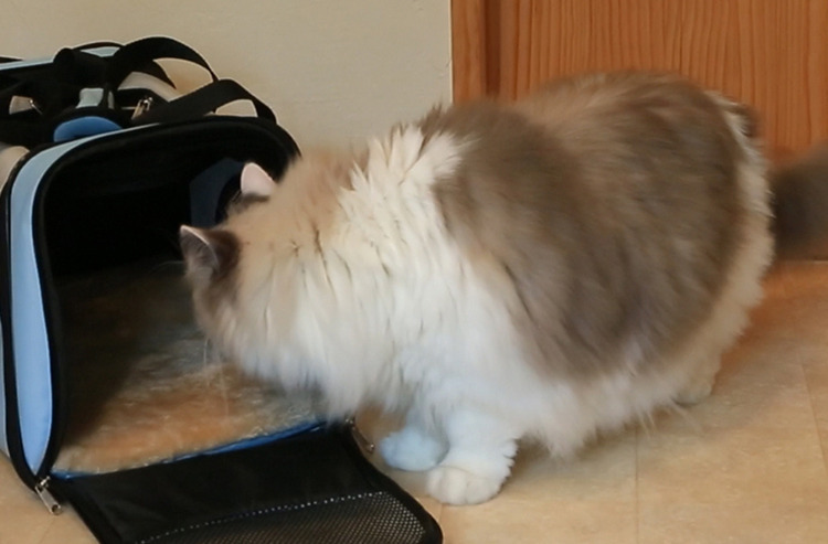 【動画あり】キャリーケースにネコちゃんがすんなり入ってくれる方法とは?