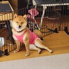 むぎ