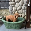 ボンダリ