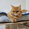 メイ