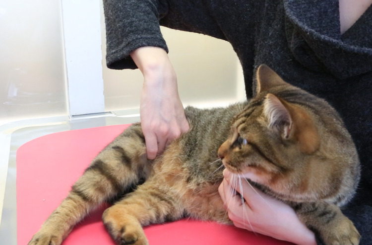 知っておきたいネコちゃんの心拍数と血圧! 動画で学ぶおうちチェック方法