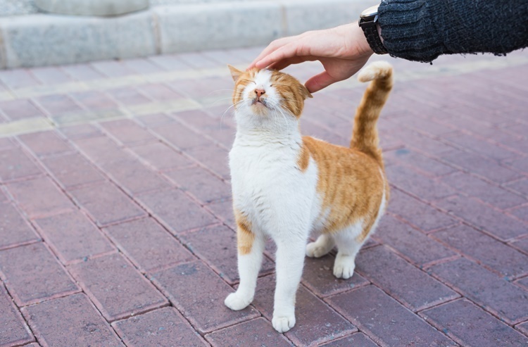 知っていますか? 冬は要注意!「猫バンバン」で守れる命