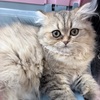 つくね