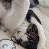 トチ
