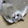 ジル