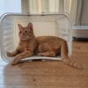 チャチャ