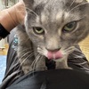 ちゃお