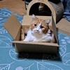 だいふく