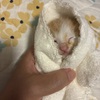しらす